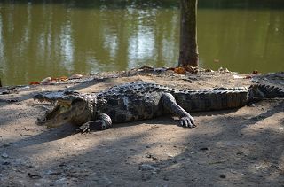 k-Krokodil